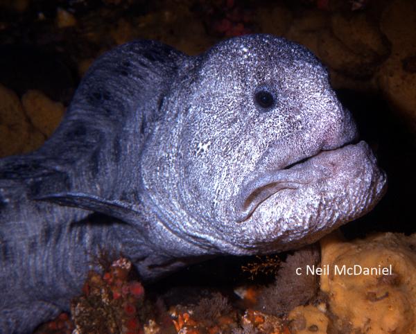 Photo of Anarrhichthys ocellatus by <a href="http://www.seastarsofthepacificnorthwest.info/">Neil McDaniel</a>